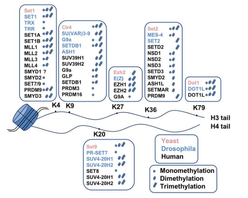 Advancements in Protein Methylation Research